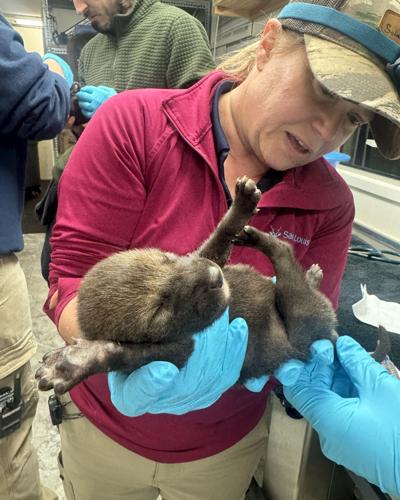 �����Ӱ�ԭ�� Zoo's American red wolf pups released to a wild wolf family in North Carolina