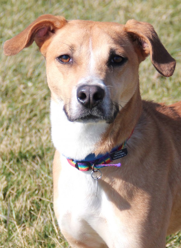 Pet of the Week: Bodie, a Lab mix puppy : Lifestyles