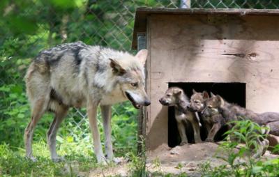 Mexican Gray Wolves at Endangered Wolf Center