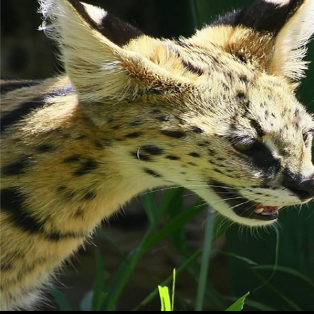 Man S Pet An African Wild Cat Is On The Loose In St Charles