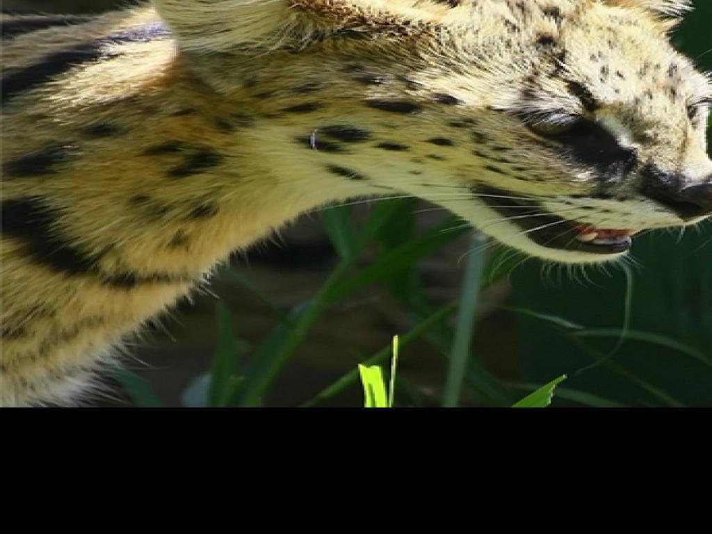 Man S Pet An African Wild Cat Is On The Loose In St Charles