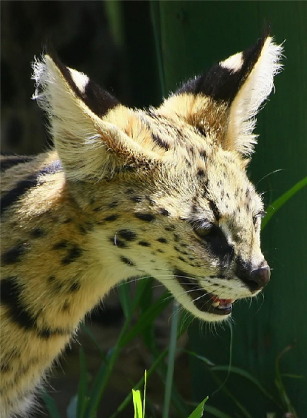 Man S Pet An African Wild Cat Is On The Loose In St Charles