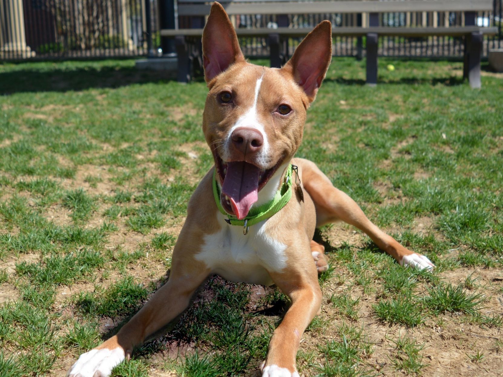 basenji husky mix