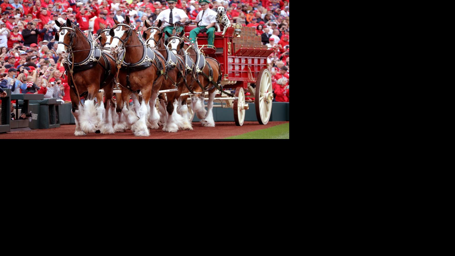 Scenes from 2019 Cardinals opening day | St. Louis Cardinals | www.strongerinc.org