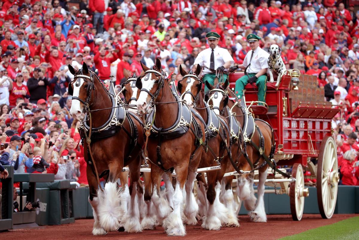 Scenes from 2019 Cardinals opening day