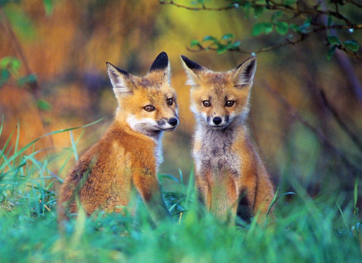 Wild Missouri: photographer captures elusive animals | Books | stltoday.com