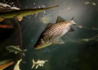 St. Louis Aquarium preps for grand opening