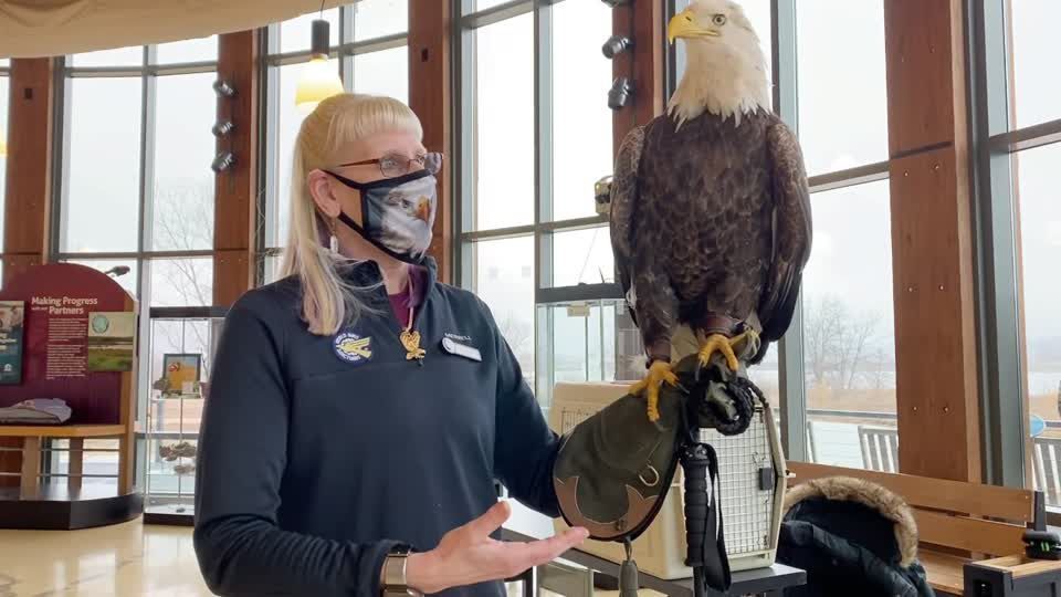 Eaglefest celebrates bald eagles' winter migration in New York, Latest  Weather Clips