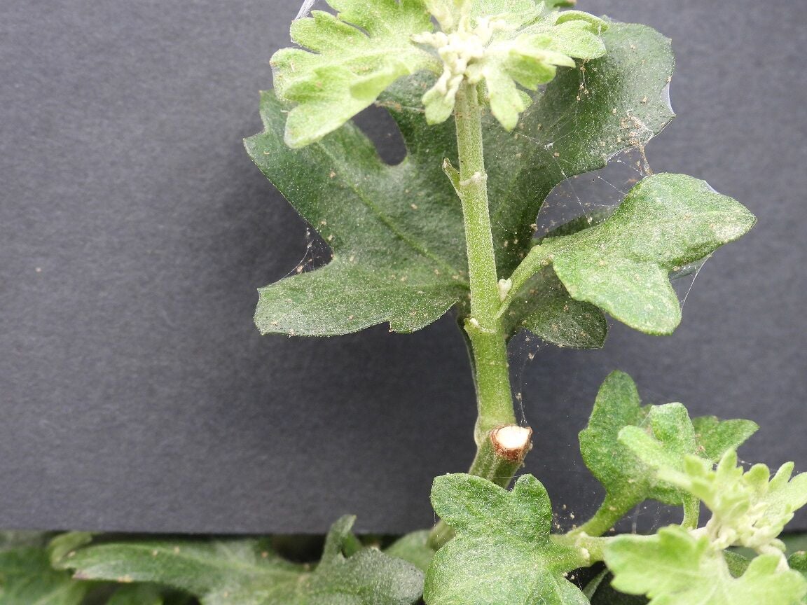 Spider mites