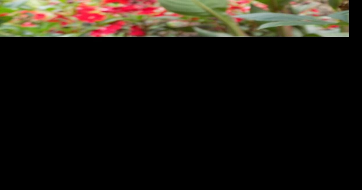 Plant dahlia tubers in pots indoors to get a head start