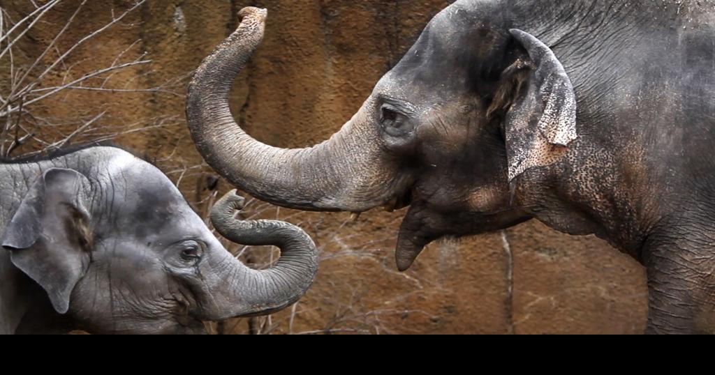 St. Louis Zoo elephant Ellie is expecting her third calf