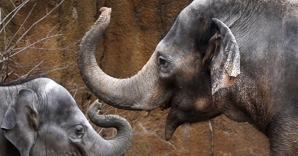 St. Louis Zoo elephant Ellie is expecting her third calf