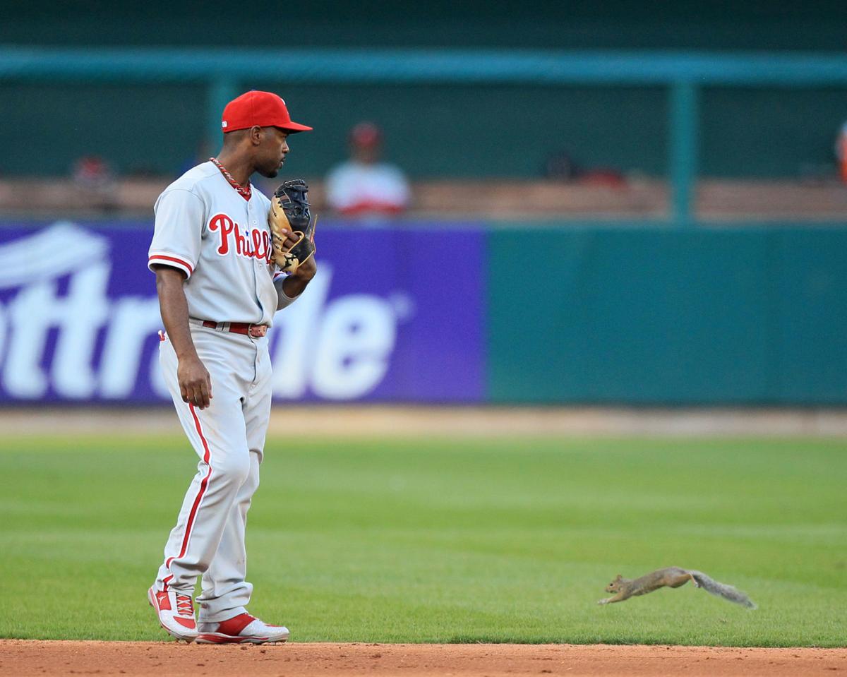 Rally Squirrel Stikes Again! …on the Cardinal's World Series Rings