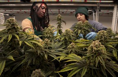 Booming Missouri cannabis industry looks to soar higher with amendment passage