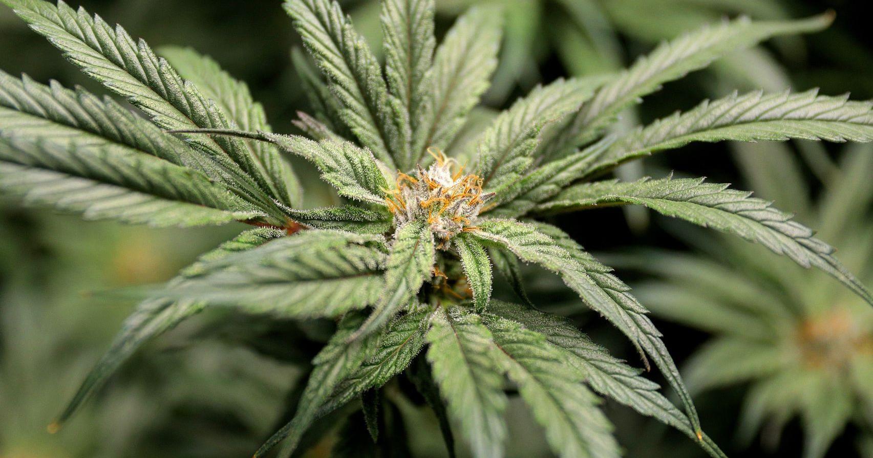 'Poison pill' creates headache for backers of plan to fully legalize marijuana in Missouri - Vimarsana News