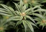 ‘Poison pill’ creates headache for backers of plan to fully legalize marijuana in Missouri