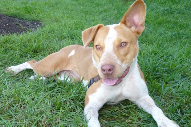 Pet of the week: Ginger, an Australian cattle dog mix : Lifestyles