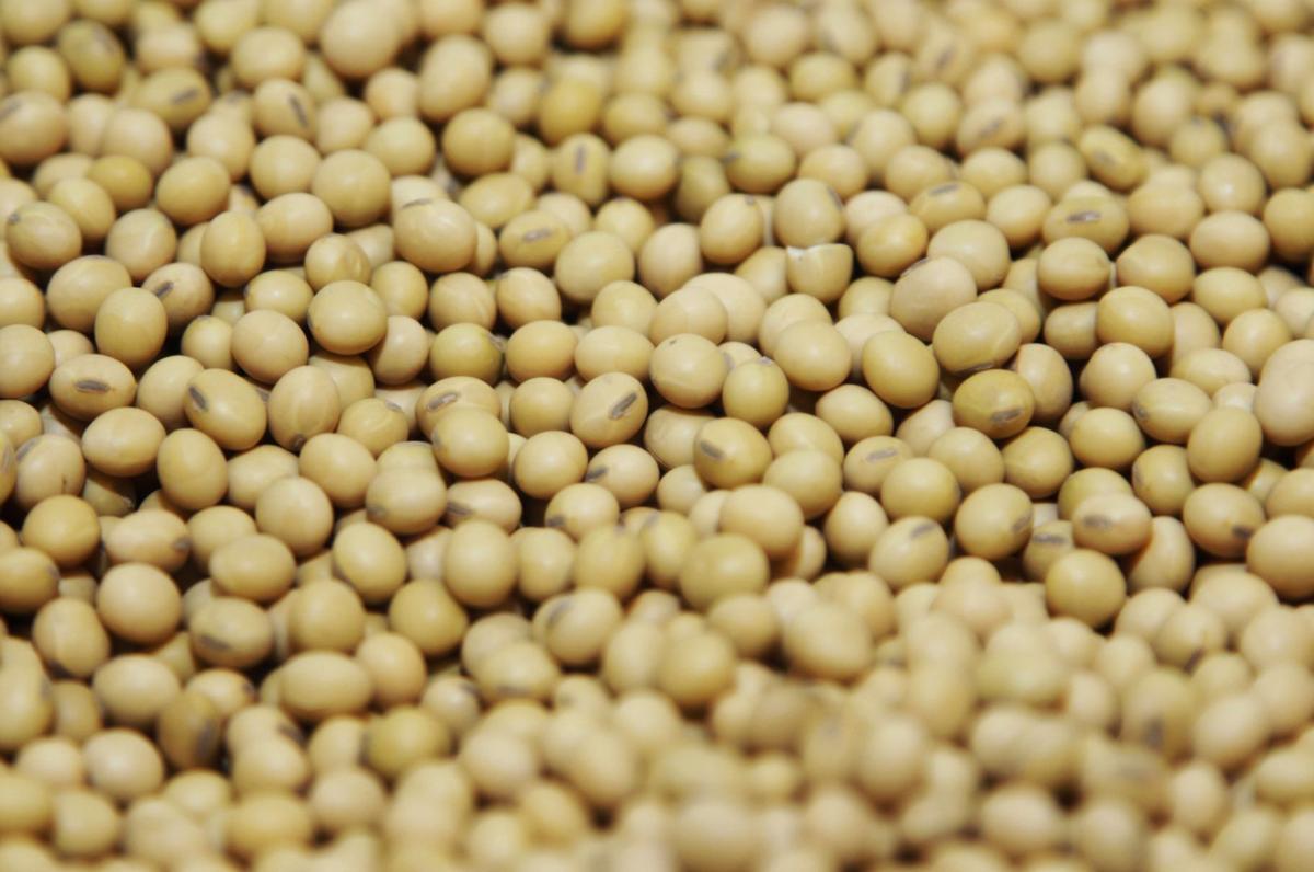Monsanto profit tops expectations as soybean sales surge Business