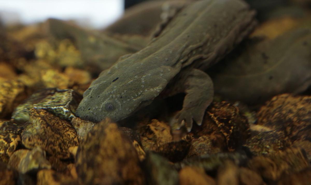 Helping the hellbenders: St. Louis experts work to breed