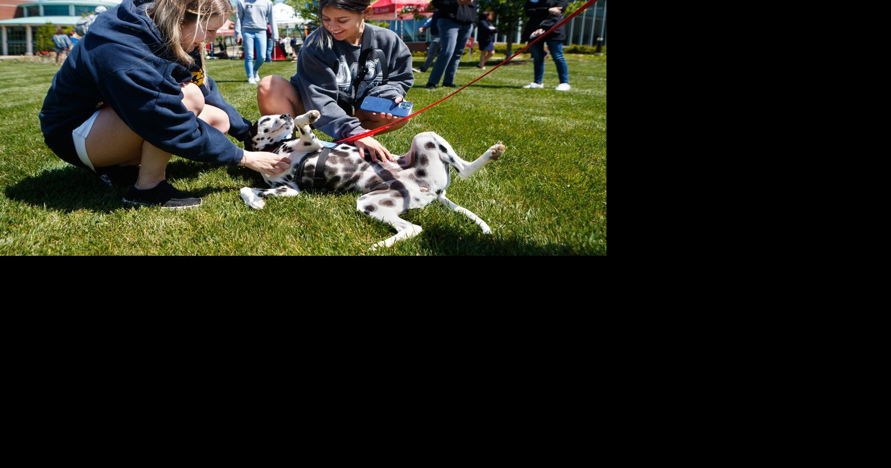 Photos Purina employee dogs help relieve stress at UMSL ahead of finals