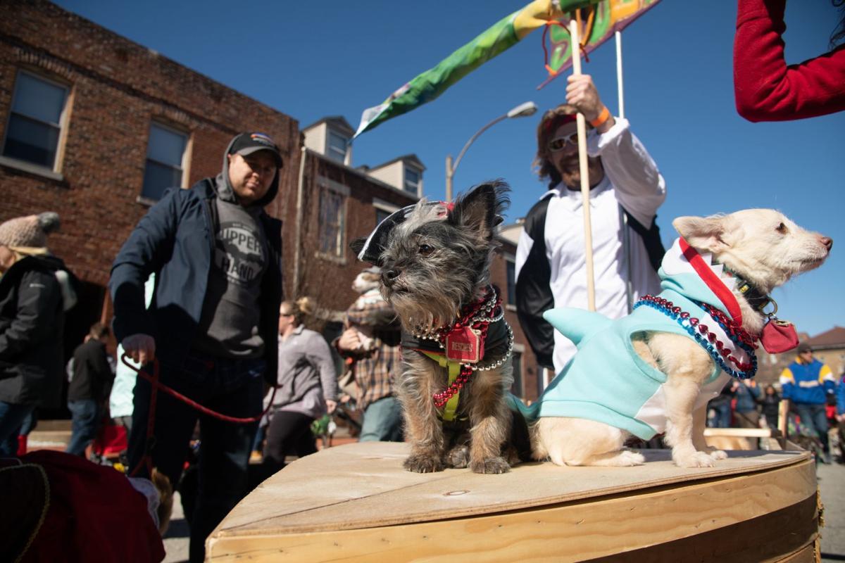 Iparty Soulard S Purina Pet Parade Entertainment Stltoday Com