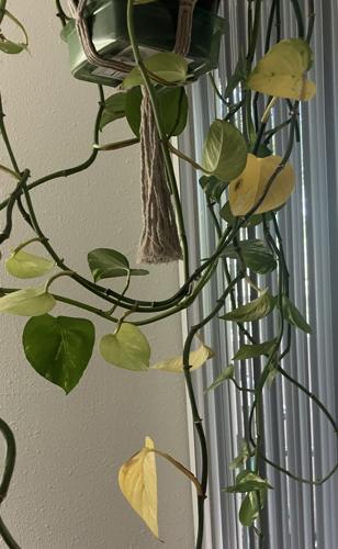Yellowing pothos leaves could be a sign of stress