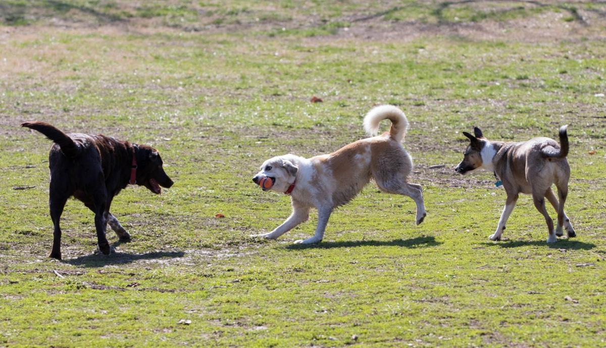 Dog Parks