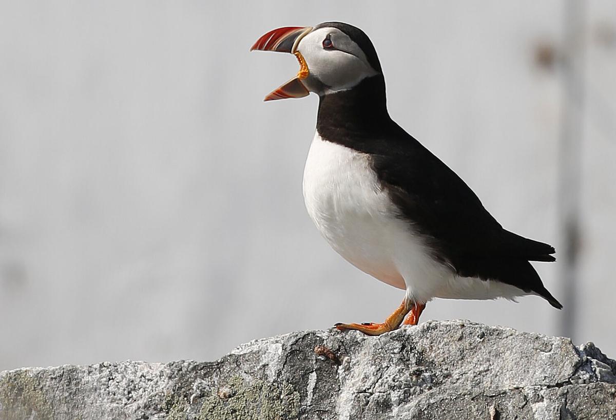 Puffins Are Making a Comeback in Maine, Smart News