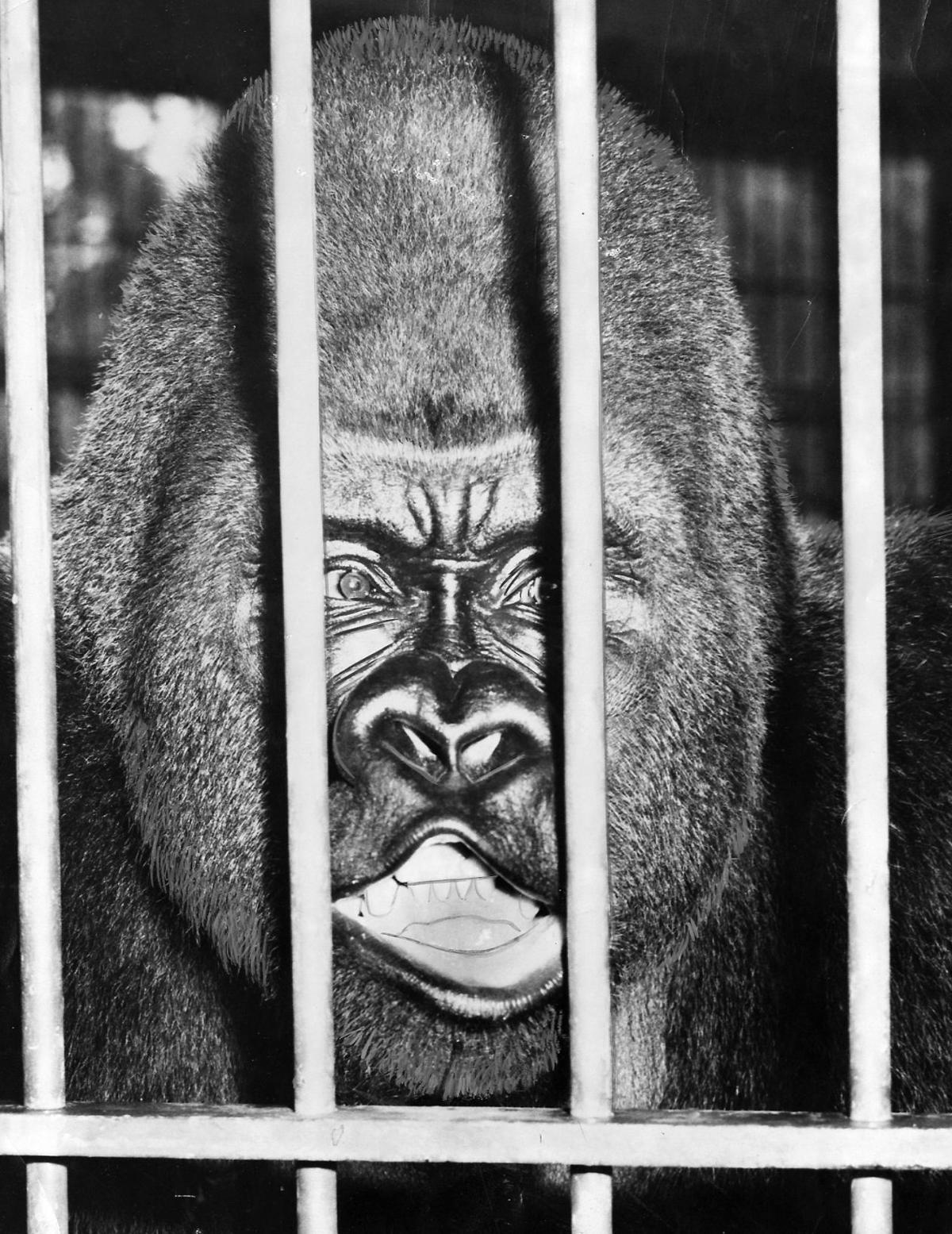 Dec. 1, 1958: Phil the gorilla dies after a hunger strike | History | 0