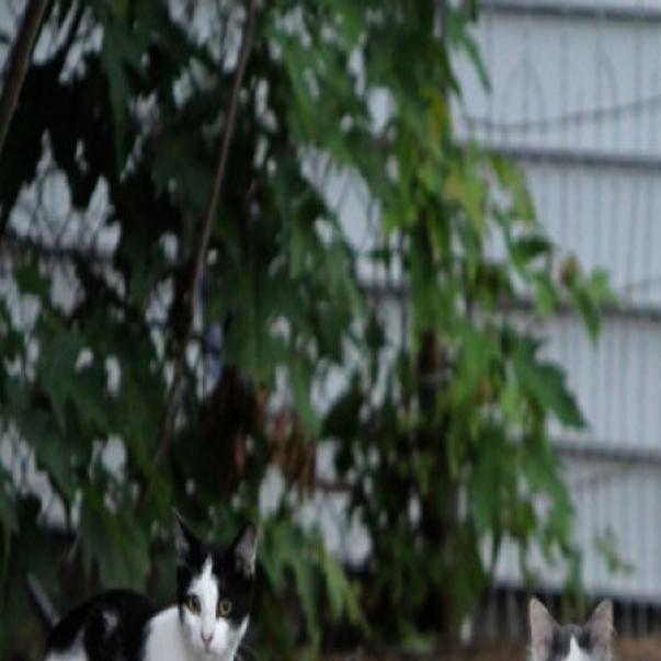 St Louis Explores Releasing Feral Cats After They Re Fixed Metro Stltoday Com