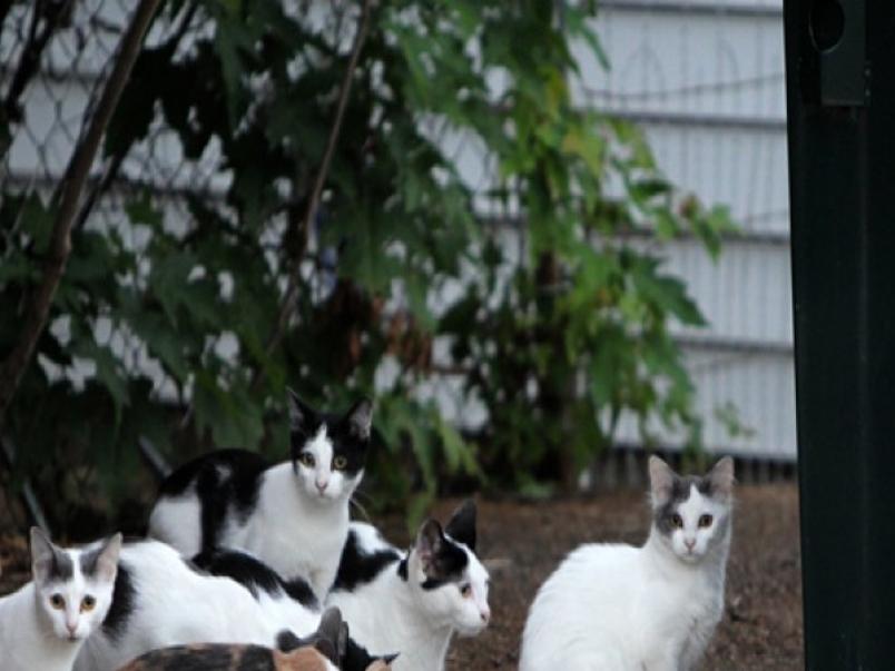 St Louis Explores Releasing Feral Cats After They Re Fixed Metro Stltoday Com