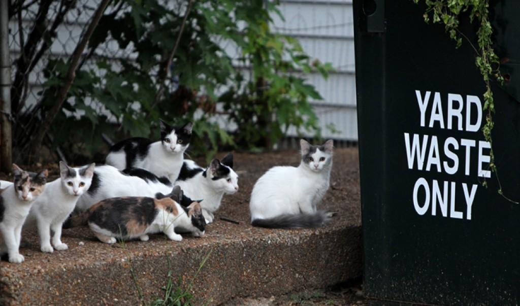 St Louis Explores Releasing Feral Cats After They Re Fixed Metro Stltoday Com