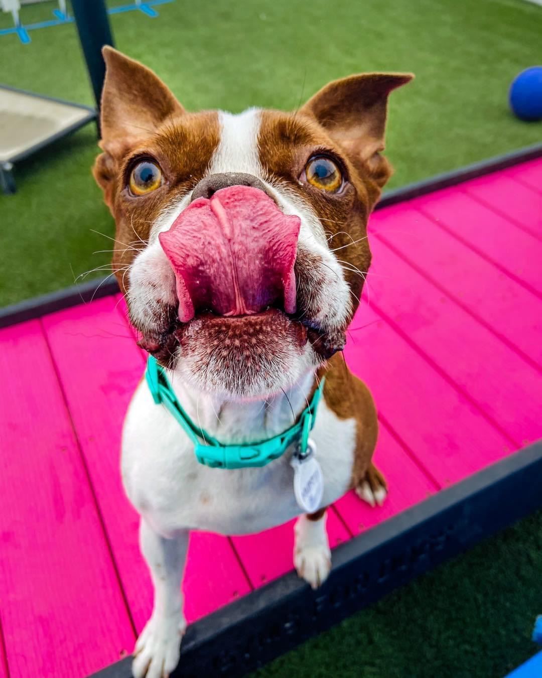 20 of the Cutest Canines of Cardinal Nation, St. Louis