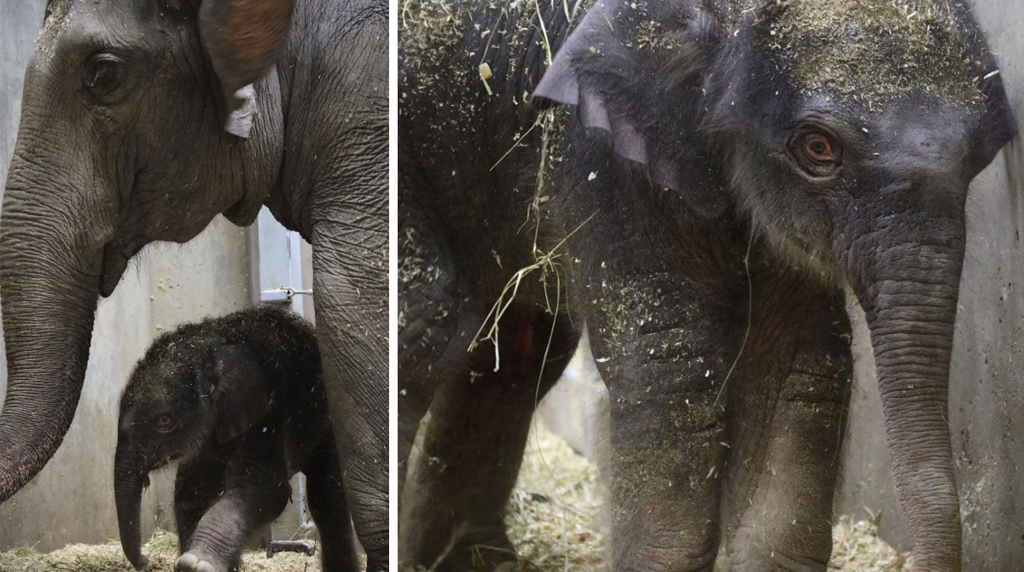 Newborn Elephant Calf Dies At St Louis Zoo Metro Stltoday Com