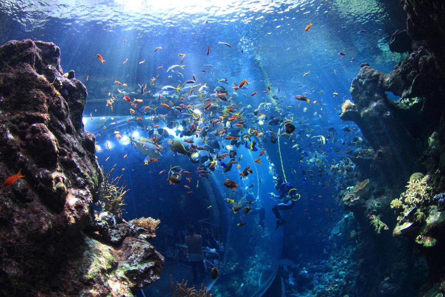 Aquariums of California offer glimpses into marine life