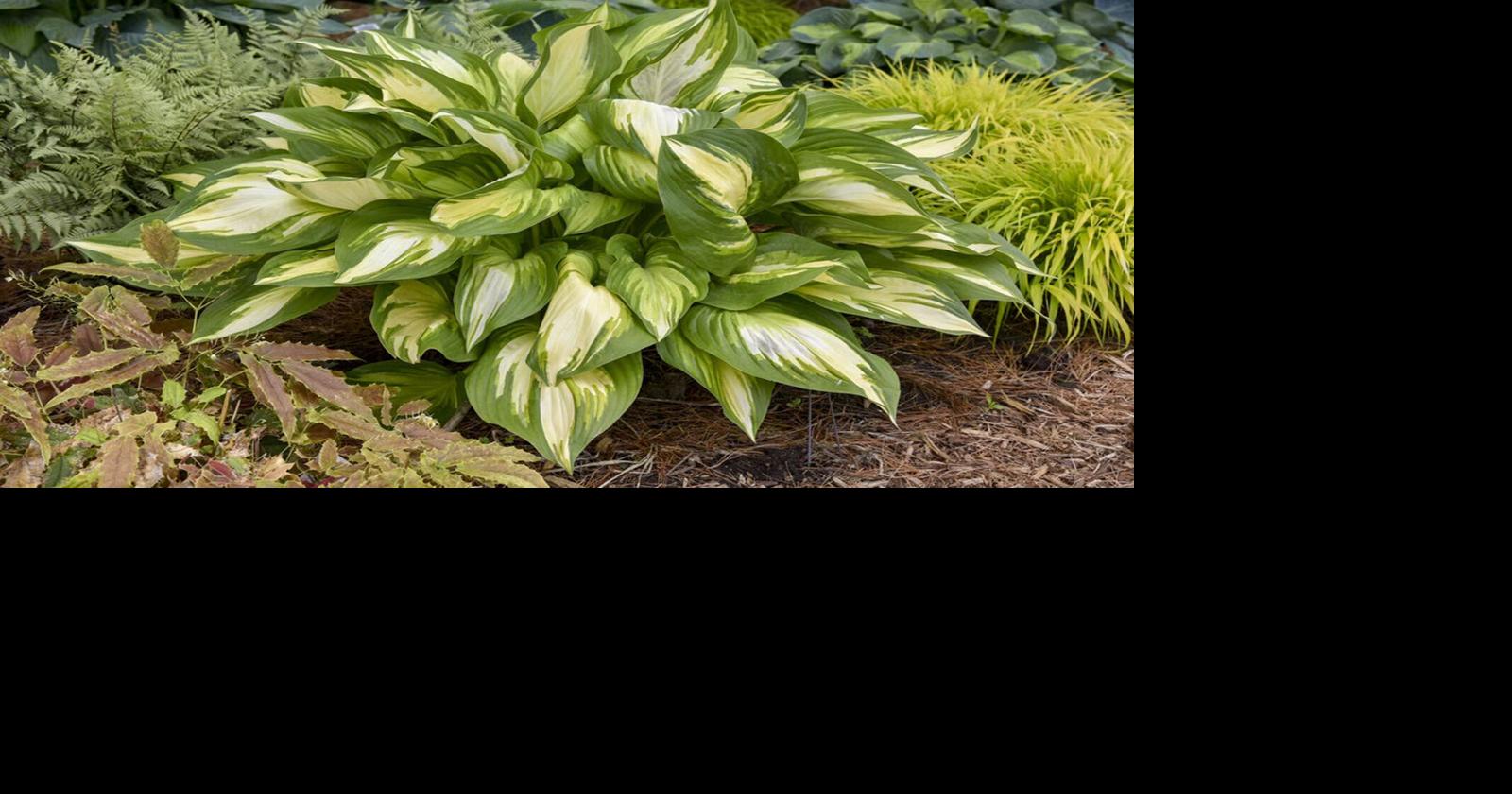Gardening Q&A Purple hostas aren't a thing. AI wants you to think they are. Laura Chaves Missouri Botanical Garden