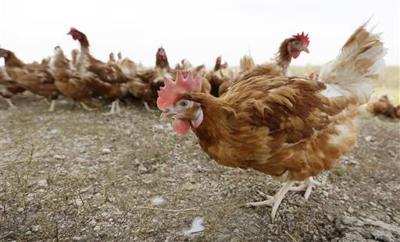 Egg prices reach 10-year lows as production outpaces demand