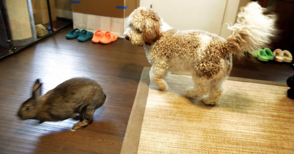 St. Louis’ rabbit rescuers overloaded with abandoned bunnies