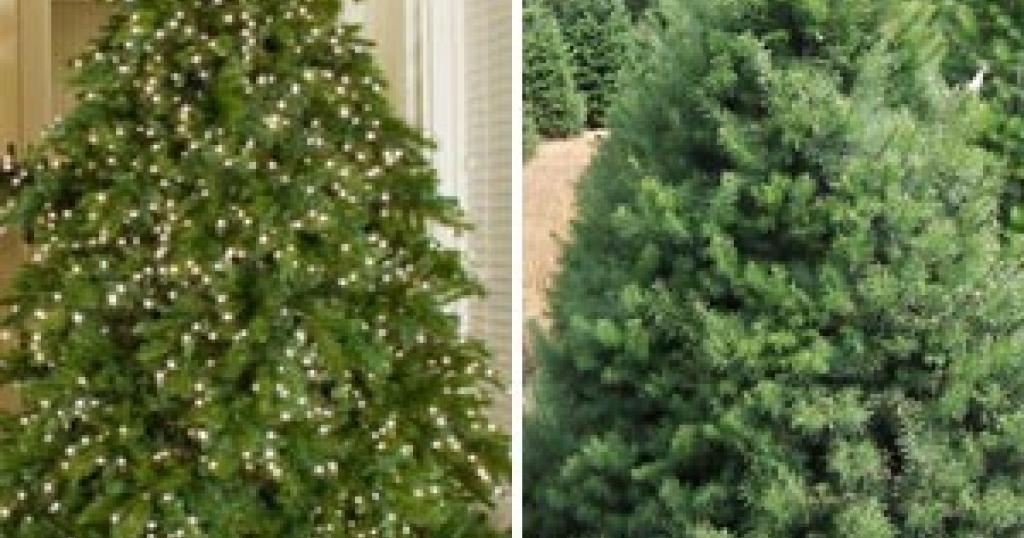 'The Decider' -- Artificial tree vs. real tree