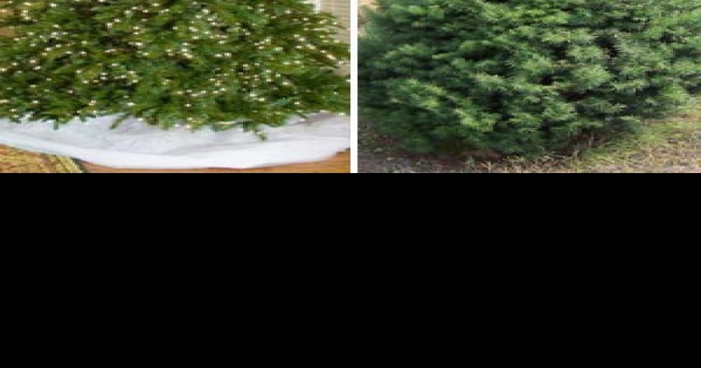 'The Decider' Artificial tree vs. real tree