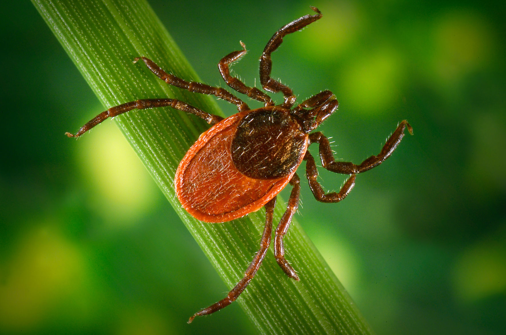 Ticks in Missouri carry newly discovered virus