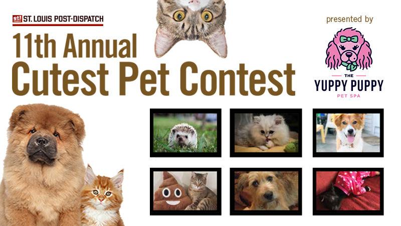 Cats St Louis Post Dispatch 11th Annual Cutest Pets Contest