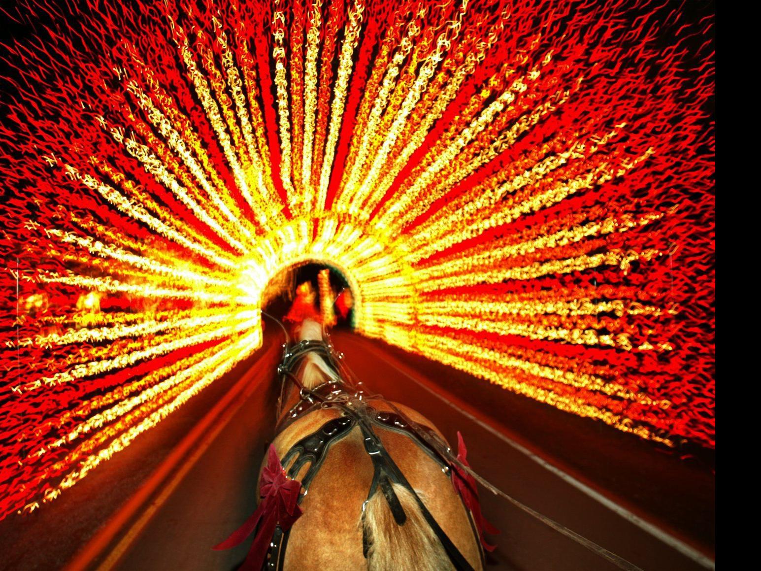 Horse Drawn Carriage Rides In Tilles Park Halted After Lawsuit By