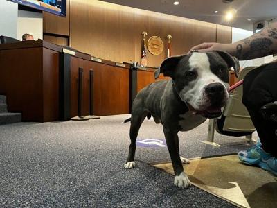 Dogs at ӣƵ County Council