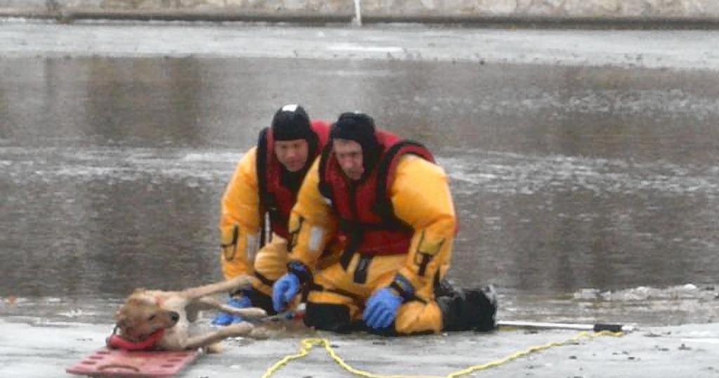 Dog rescued from frozen lake finds home