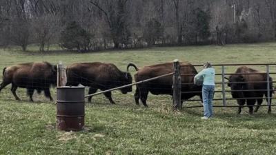 Bison