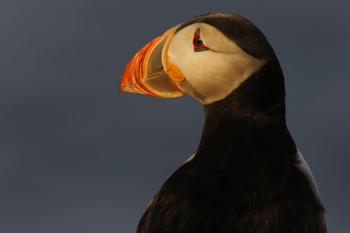 Puffins Are Making a Comeback in Maine, Smart News
