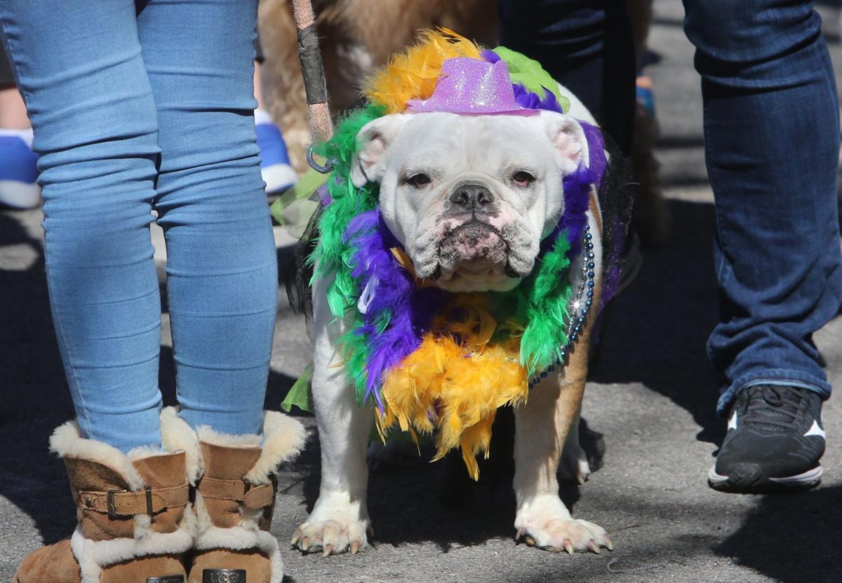Photos These Dogs Have Their Day During The Pet Parade In Soulard