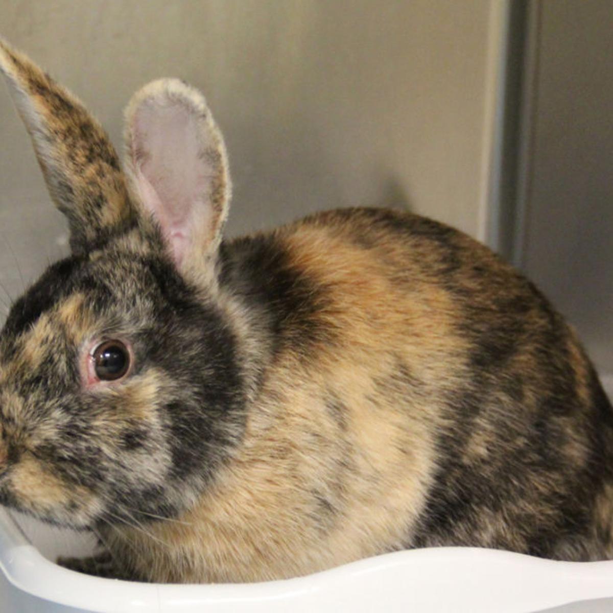 Pet Of The Week Alfalfa A Dutch Rabbit Pets Stltoday Com Pet Of The Week Alfalfa A Dutch Rabbit Pets Stltoday Com