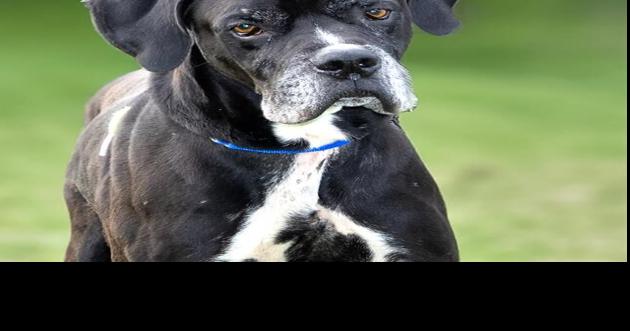A Lab mix, a Great Dane mix and a horse
